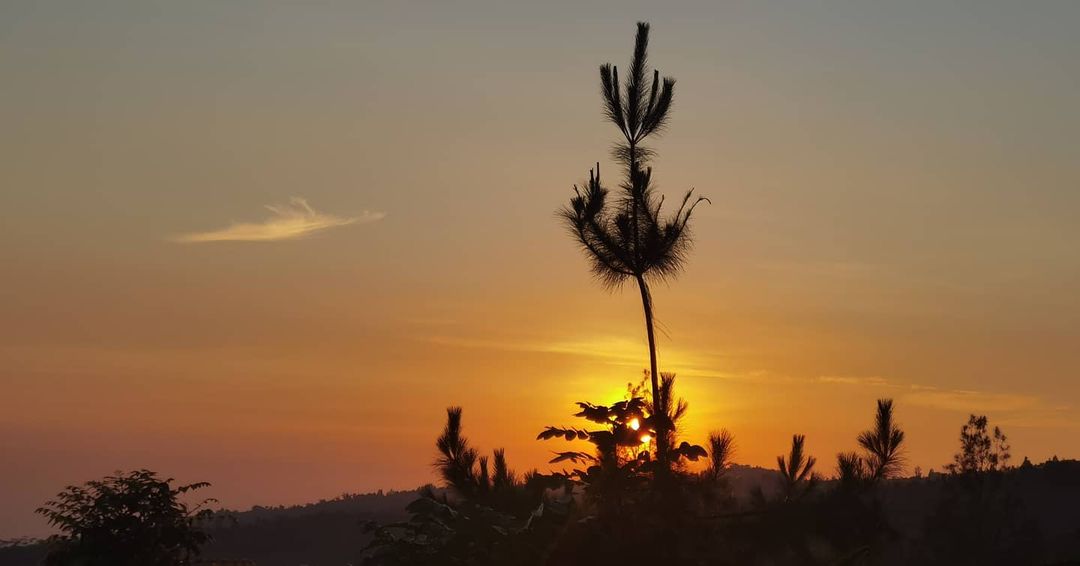 Bromo Forest Area: Apa Saja Hal Seru yang Bisa Kamu Dapatkan di Sini?