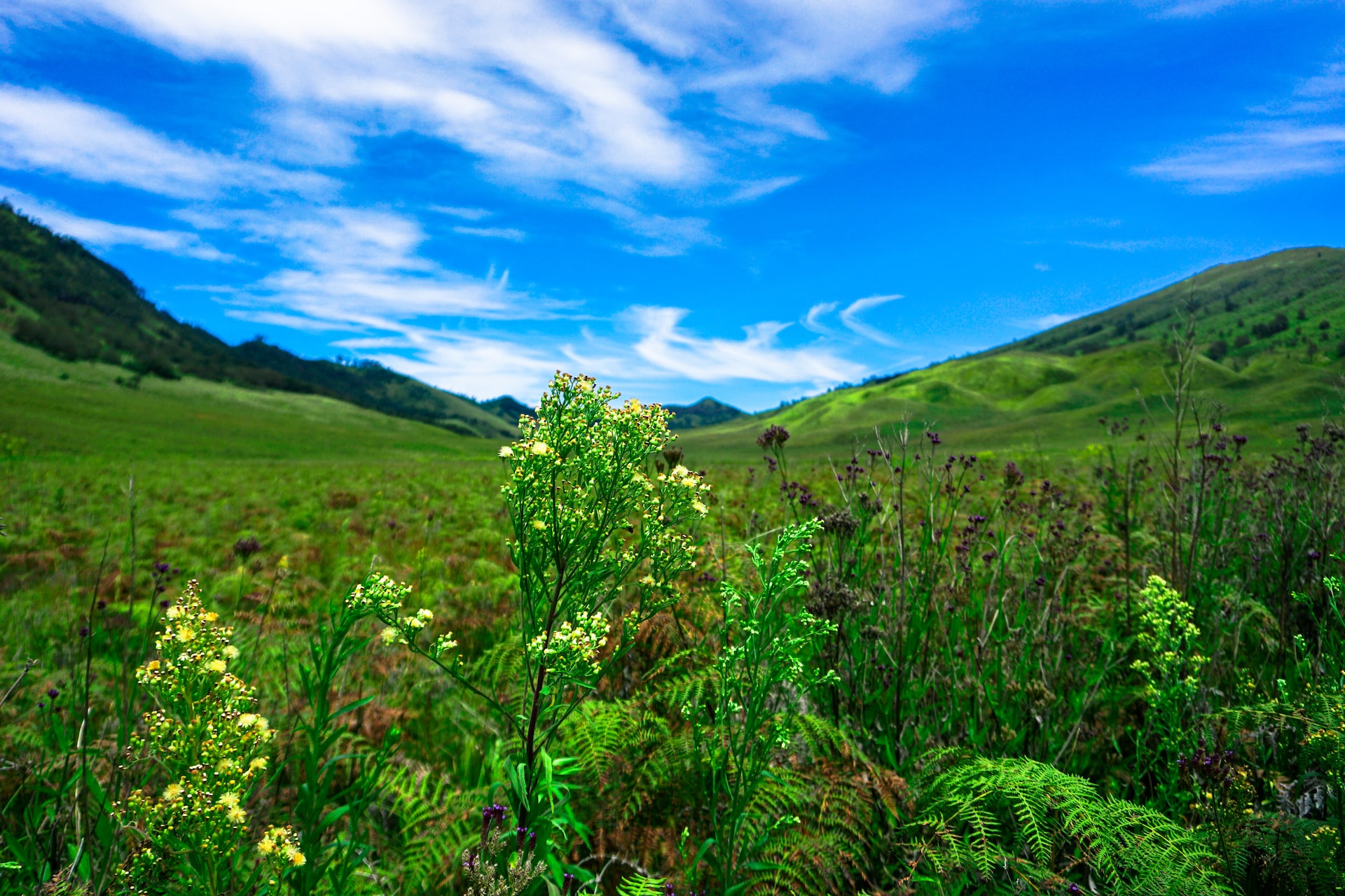 Bukit Teletubbies Bromo, Padang Savana Hijau di Tengah Padang Pasir